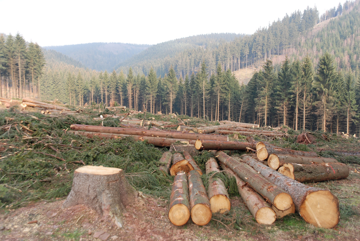 Wild Risk Wild species relied on by billions at risk, report warns - The Tribune