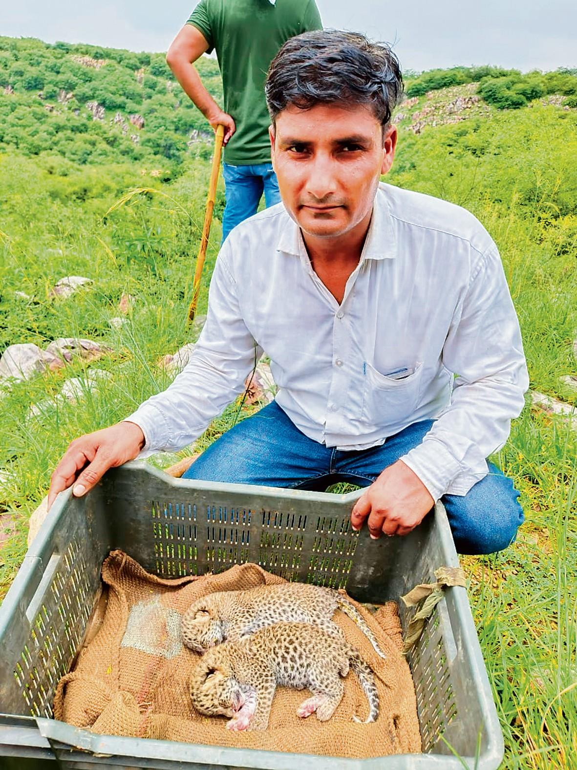 Taken for kittens, leopard cubs brought home in Nuh - The Tribune