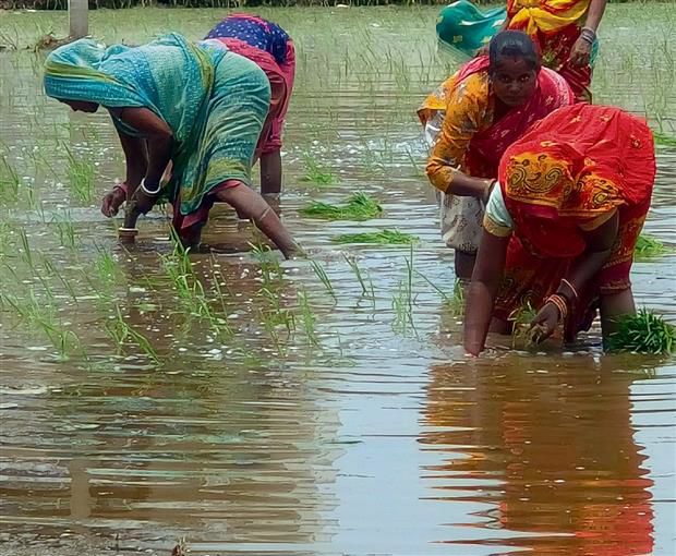 Basmati sowing gets under way, Punjab targets 40% increase in area ...