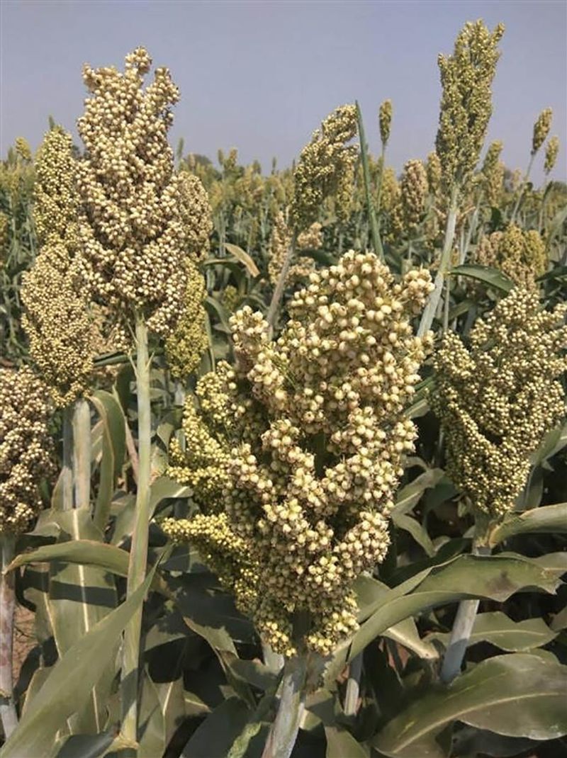 Two millet procurement centres set up in Chamba The Tribune