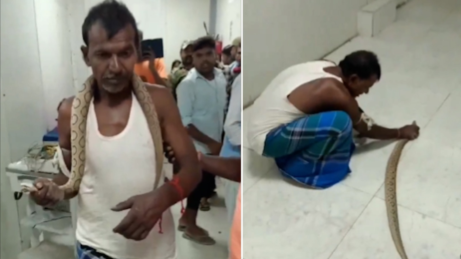 Video: Bihar Man Walks Into Hospital With Venomous Snake After Bite ...