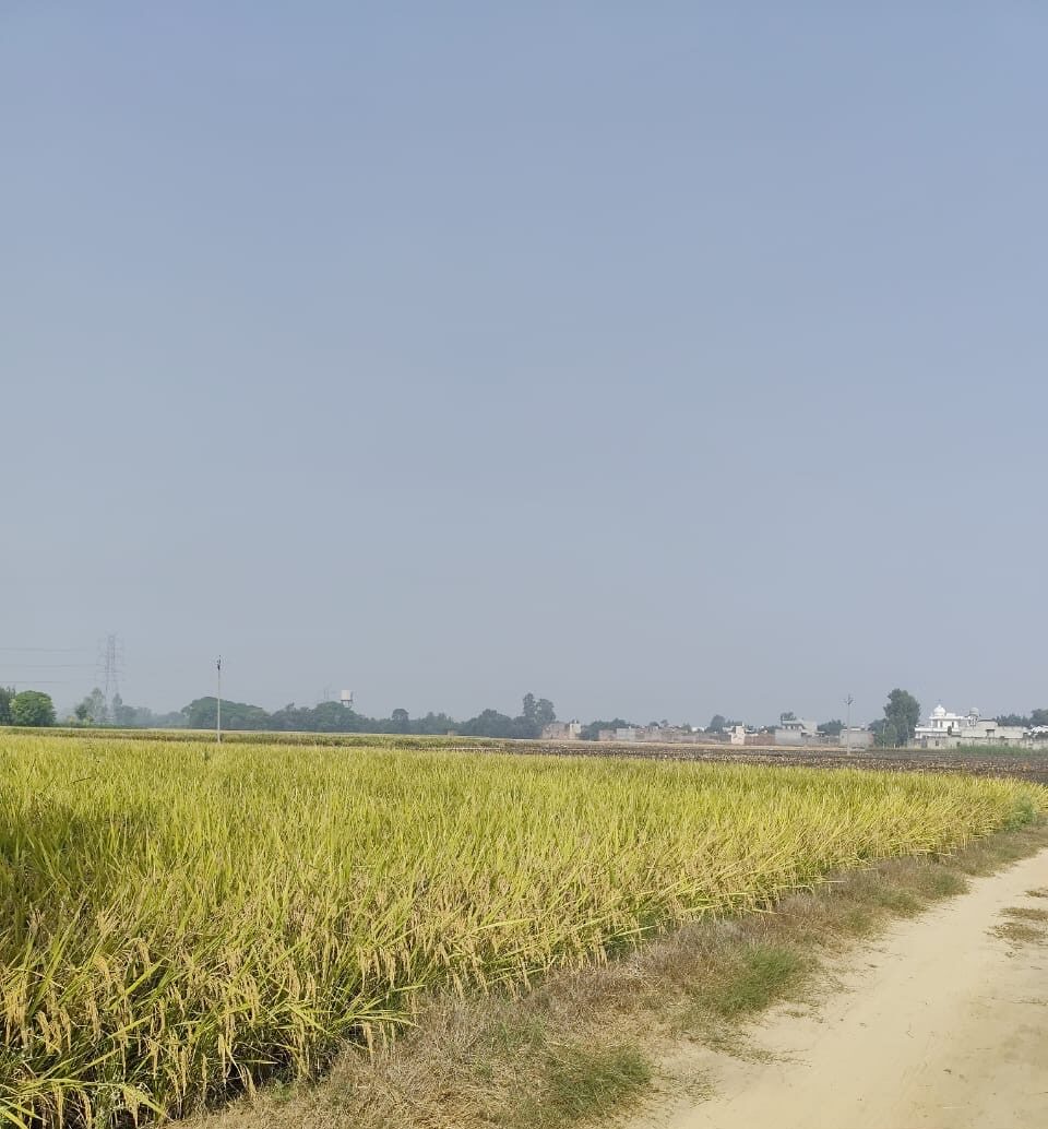 Only 6 out of 23 stubble fires confirmed in Punjab’s Malerkotla The