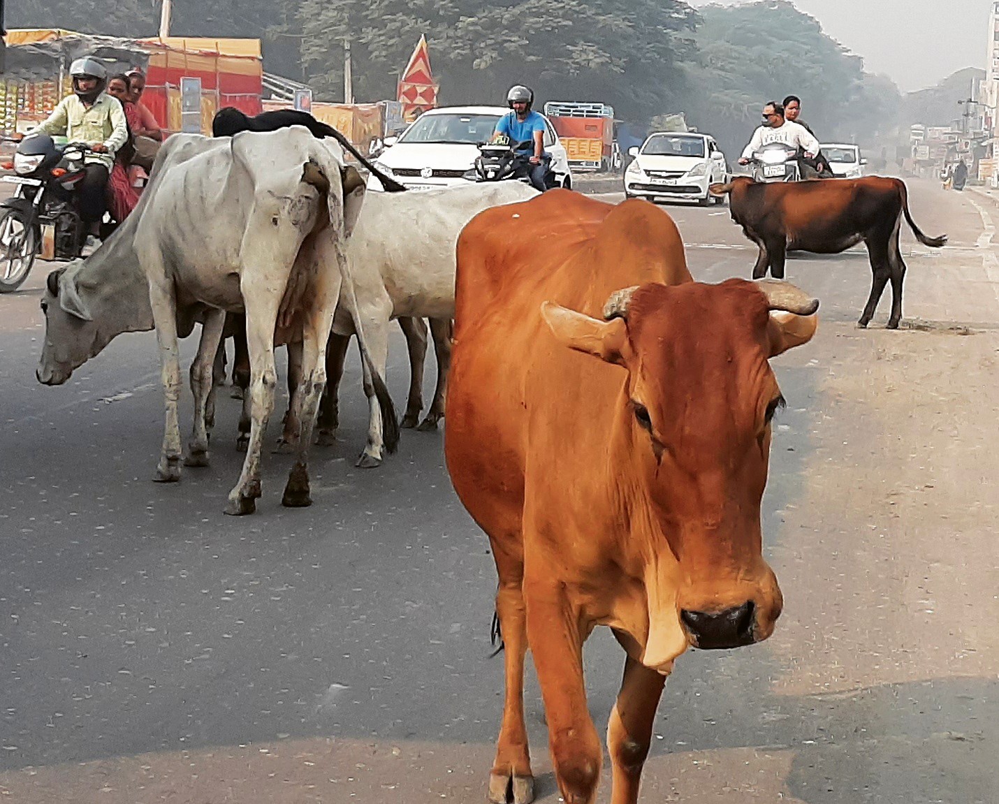 Stray cattle, dogs threat to commuters The Tribune