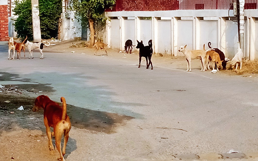 What our readers say Stray dog menace on rise The Tribune
