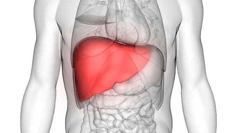 Study finds protein which could prevent multi-organ failure in patients with acute liver disease