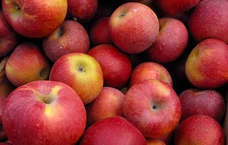 Himachal apple season: Adani offers Rs 108/kg for premium fruit