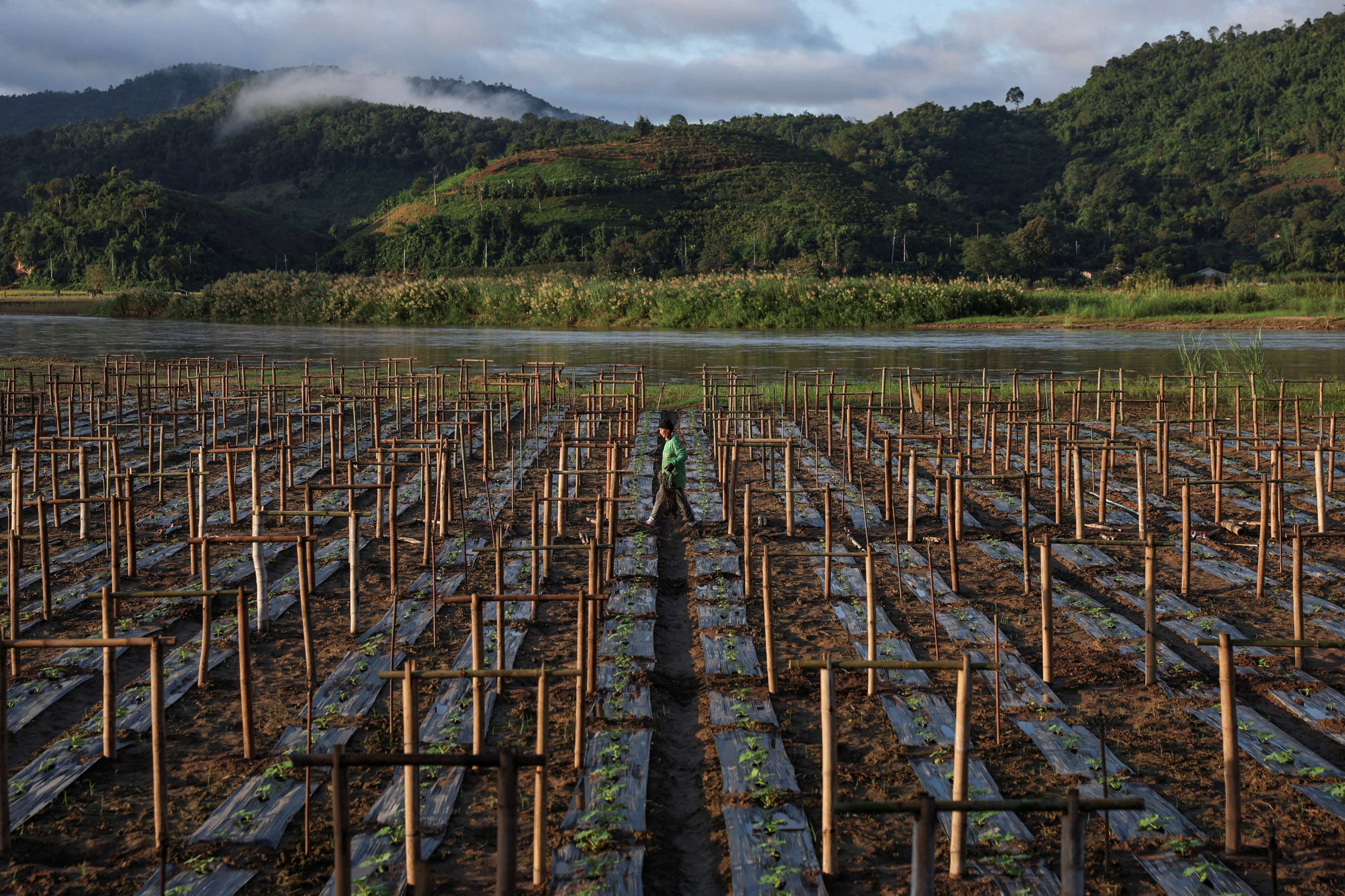 Tip Kamlue, 59, a Shan farmer in Tha Ton sub-district, works in her fields on the banks of the Kok River, where she irrigates her crops with groundwater instead of the Kok's water, amid increased rare earth and gold mining at the river’s source in Myanmar.  Reuters