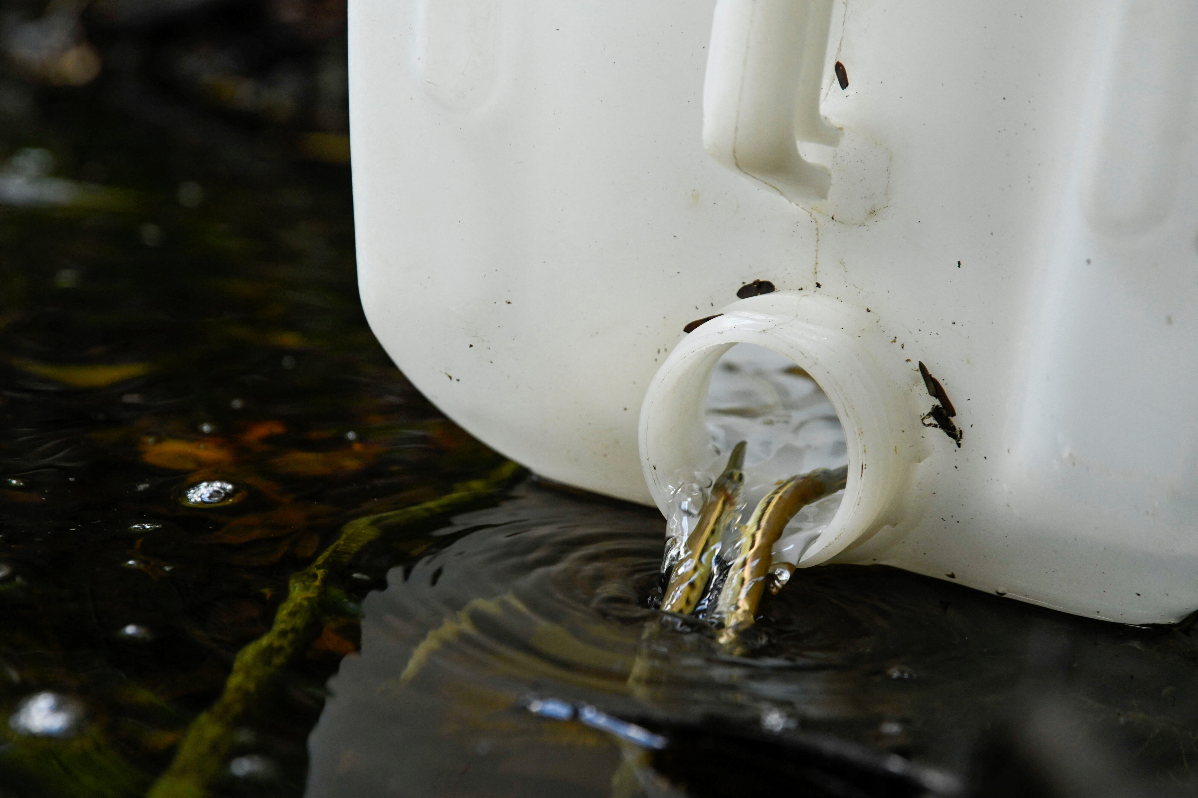 Manjuari hatchlings are released at Zapata Swamp. Reuters