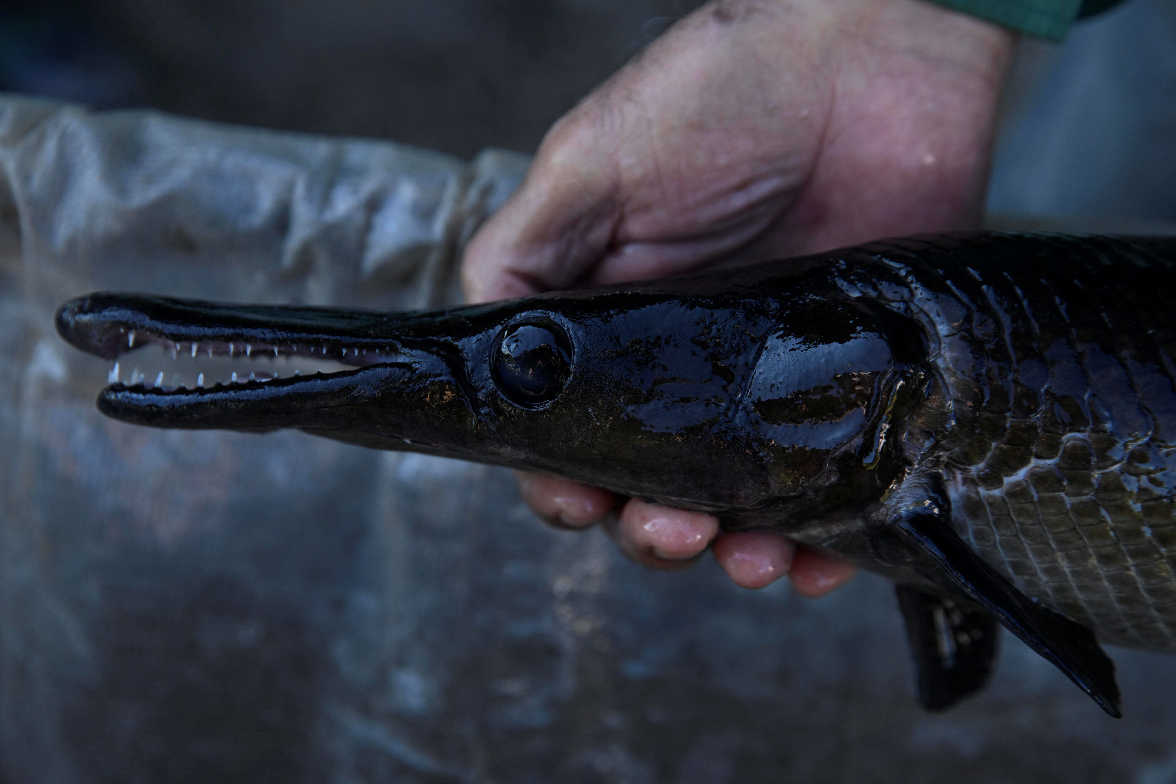 A worker at a hydrobiological station hatchery holds a manjuari