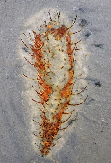 The fossil of the Cambrian Period marine animal Allonnia whose spiky body resembles a cactus. Reuters