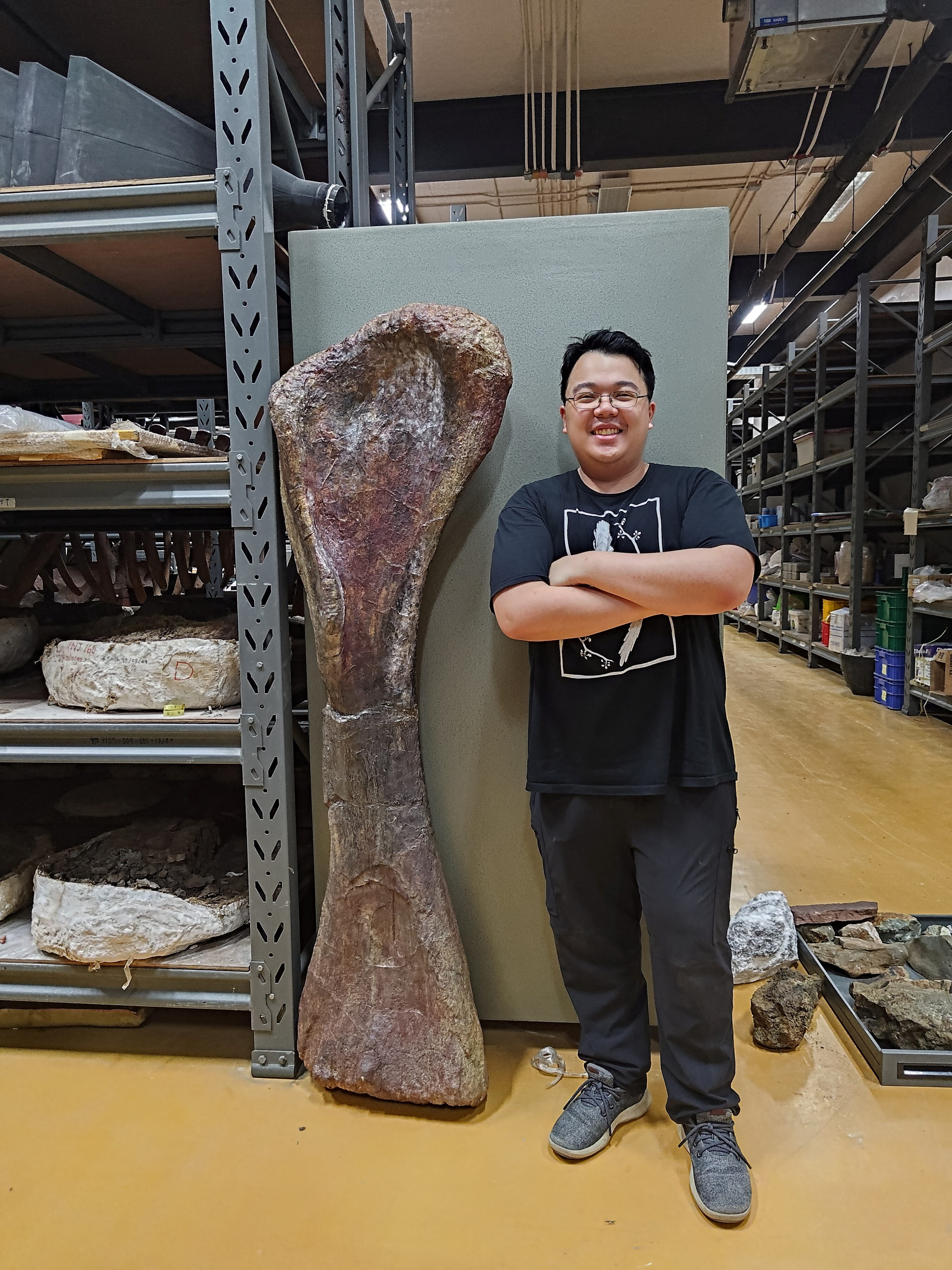 Researcher Thitiwoot Sethapanichsakul poses with a front leg bone, or humerus, of the Cretaceous Period sauropod dinosaur Nagatitan chaiyaphumensis. Reuters