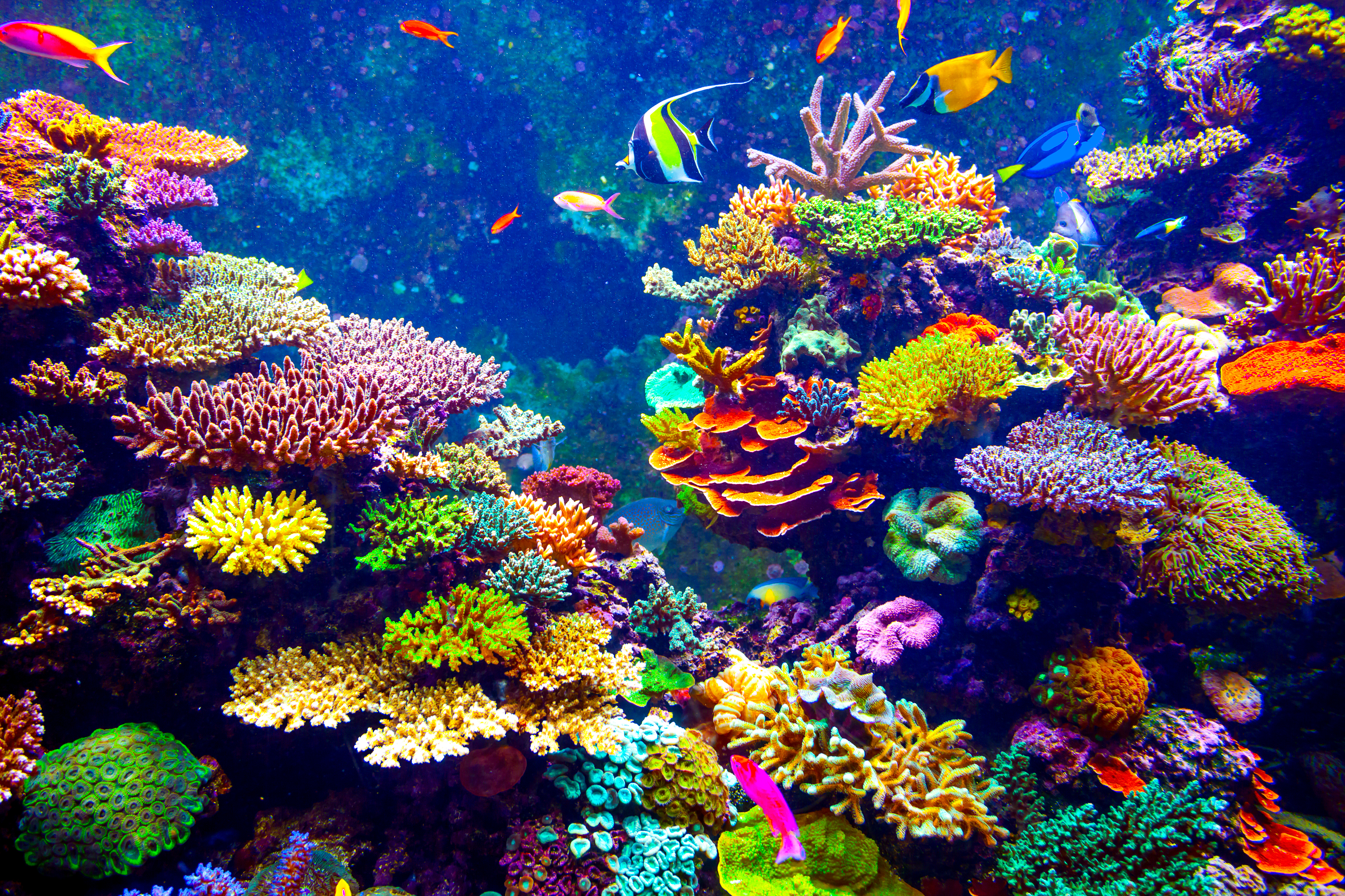 Scientists identify 64,000 sq miles of coral reef capable of surviving climate crisis