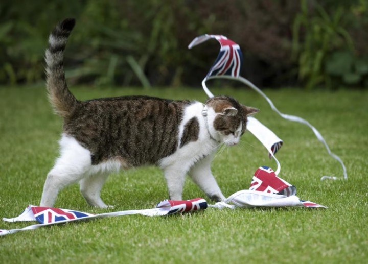 Why Larry The Cat Is The Only Real Survivor In British Politics