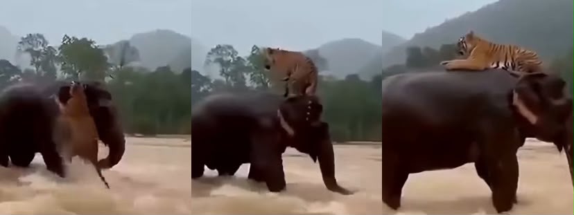 It looks heartwarming, but viral elephant rescuing tiger video in Indonesia floodwaters will break your heart, is AI-generated