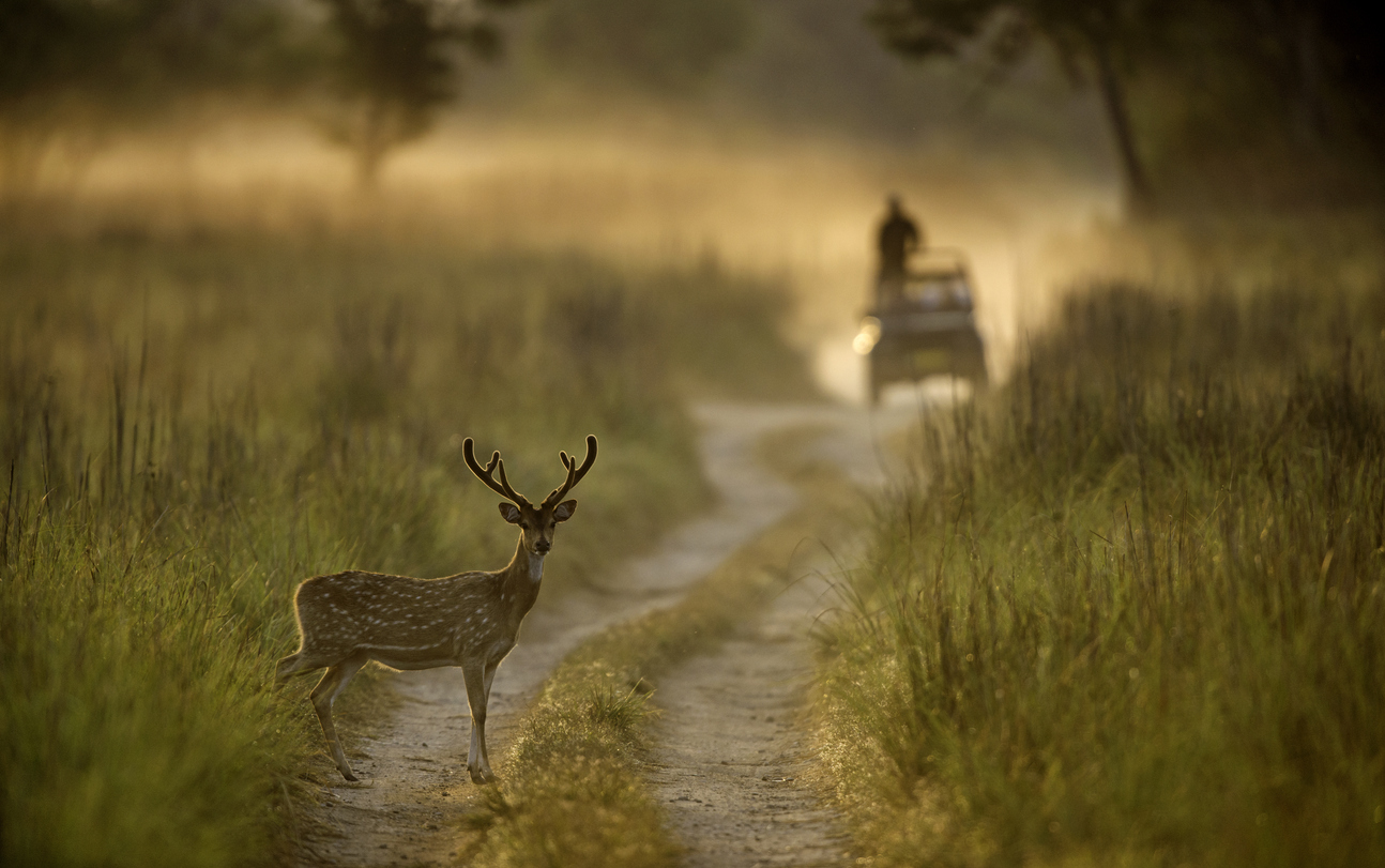Injured spotted deer found dead near Yamunanagar’s Sadhaura