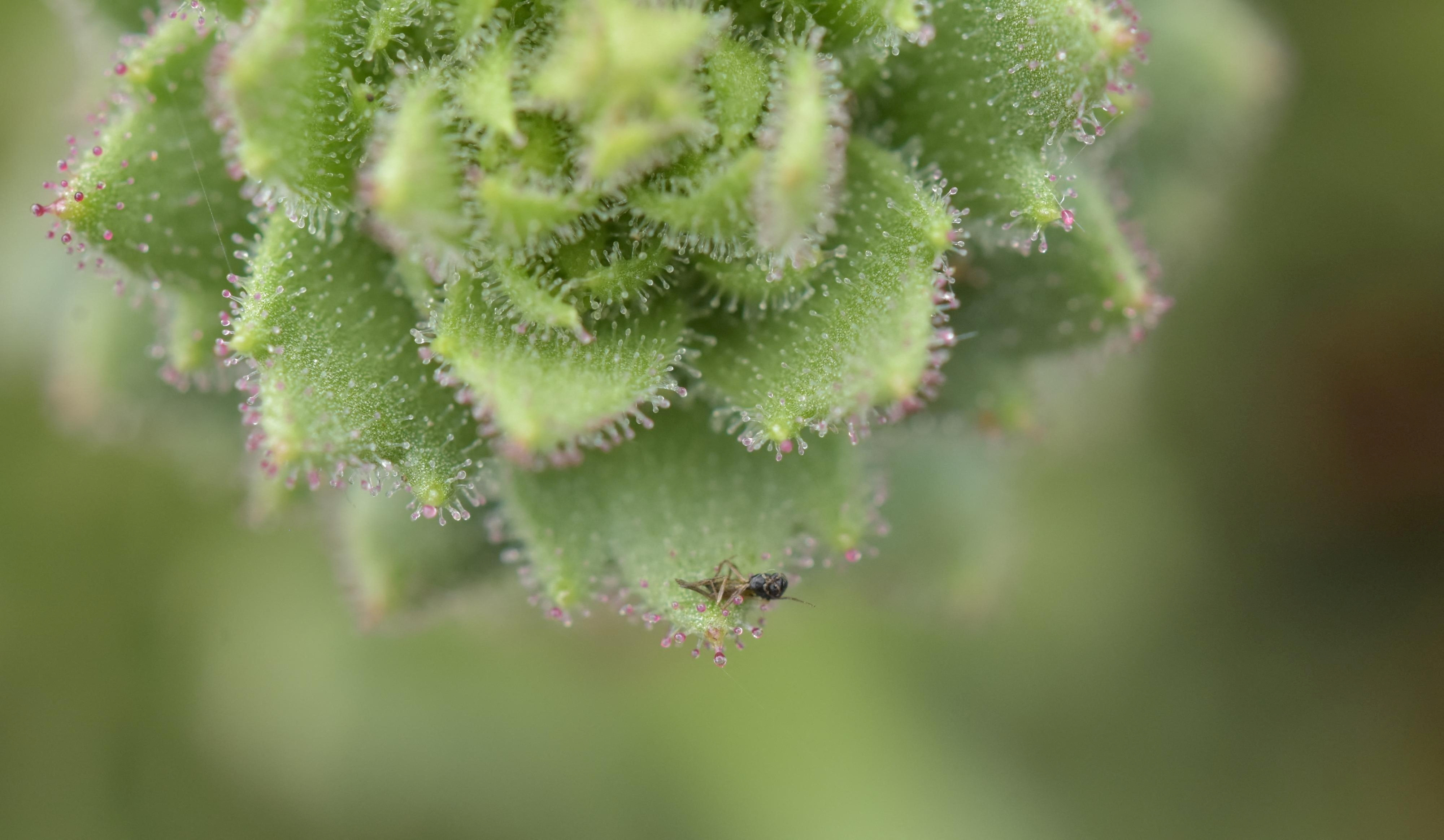 Mountain flower from China joins the world’s carnivorous plant club