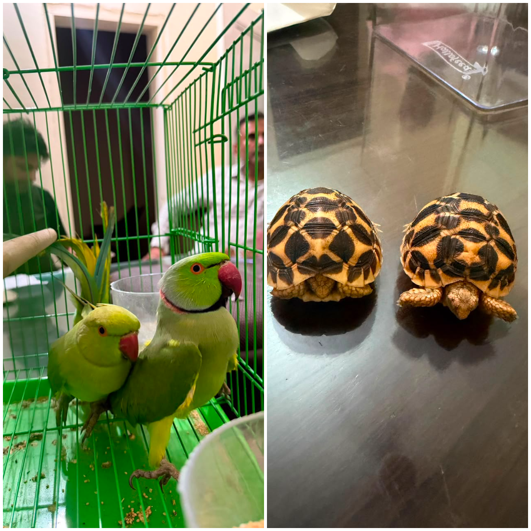 Yamunanagar pet shop raid leads to recovery of two tortoises, two parakeets