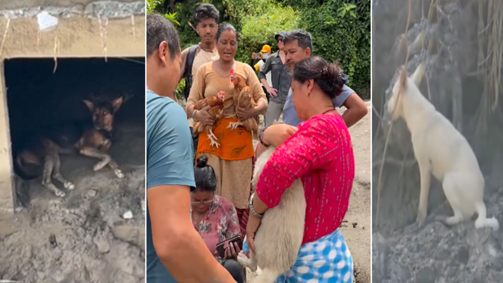 Nepal flash floods: 3 dog stories of loss, hope and reunion emerge amid devastation